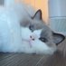 Madonna Huang (@hhcmadonna) Twitter profile photo Madonna Huang (@hhcmadonna) Twitter profile photo