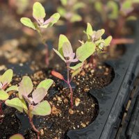 Oxford Tract Greenhouses at Cal (@caloxfordtract) 's Twitter Profile