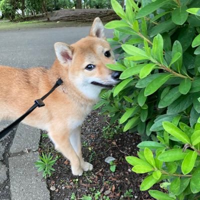 nana_623kaede's profile picture. 嵐⇒SnowMan 村上さんちのラウールがただただ可愛い🤍 2019.6.23生まれの柴犬🐶♀楓ちゃんの主