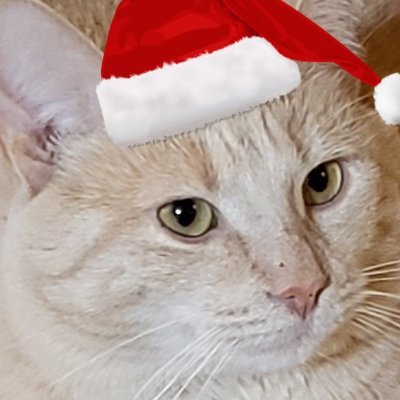 FreedomCat14's profile picture. 