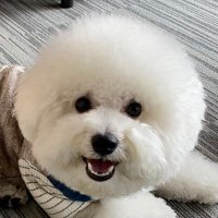 ビションフリーゼのモコ太郎 (@mokotaro_cute) 's Twitter Profile