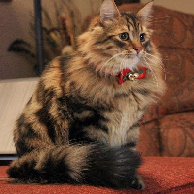 Metalepsis2000's profile picture. Proud Tar Heel native, 30+ years as history teacher, part-time Christian