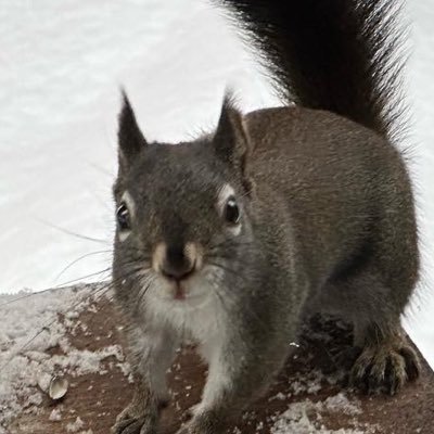 ShinarSquirrel Profile Picture