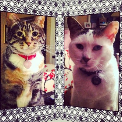 Sisfur Angel kittehs watching over their mum from heaven. Bianchina 4/7/2004 - 3/21/2023 & Marcella 4/7/2004 - 12/12/2023.