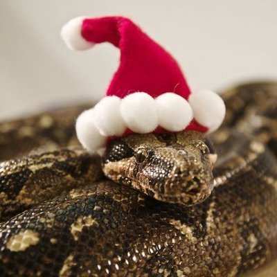 @Simpy_Snake