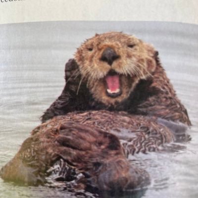 My spirit animal is the sea otter 🦦