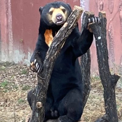 ドラクエウォーク、ロマサガrs。 好きな熊はマレーグマ🐻好きな卵は味玉ダブル🥚たまにヒグマ、ツキノワグマ。