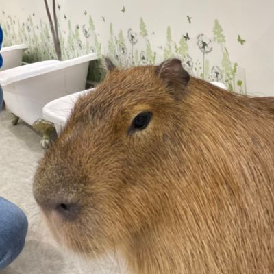 1点予想しかしません。某有名予想サイトの予想屋をやっていたが3年前に辞めて今では自分で賭けて生活してます。1点予想にこだわったスタイルで予想サイトを辞めてからの3年間プラス収支。2023年1点予想最高配当390倍。人気なとこから穴配当まで1点で幅広く狙います。フォローよろしくお願いします。PayPayでの割引あります。