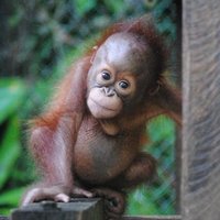 OrangutangLawLLP(@LawOrangutang) 's Twitter Profile Photo