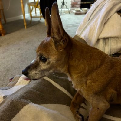 RileyTChiweenie Profile Picture