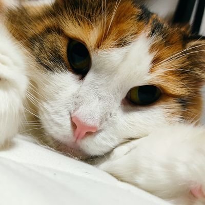 jonahelixir's profile picture. そこらへんで転がってる社畜社内SEです。興味のあるelixirとGodotについて発信してます。(意訳：発信していきたいです)