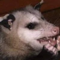 odd (@___odd____) 's Twitter Profile