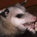 odd (@___odd____) Twitter profile photo odd (@___odd____) Twitter profile photo