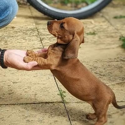 I love Dachshund