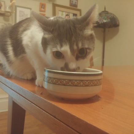 skeletordz's profile picture. 