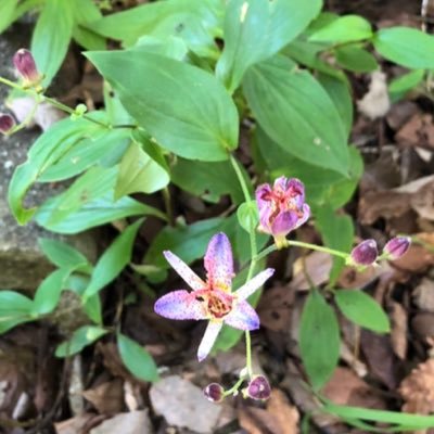 自然農と国登録有形文化財建物の保存活動をしています。趣味は居合抜き。日本の大地と日本文化と品格ある大和の精神を護り繋ぎたい。フォローしている方やリポストのご意見には必ずしも同意している訳ではございません。