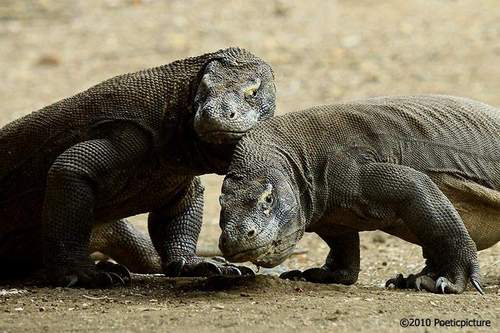 New 7 Wonders dan Maskot Pada Sea Games ke-26. Promosikan Pulau Komodo Agar Semua Orang Tahu Indonesia Itu Indah. Majulah Indonesiaku!