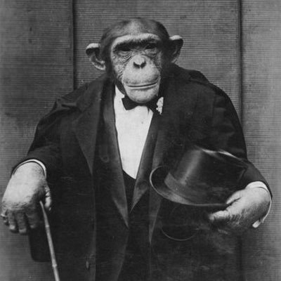 Charming Chimp