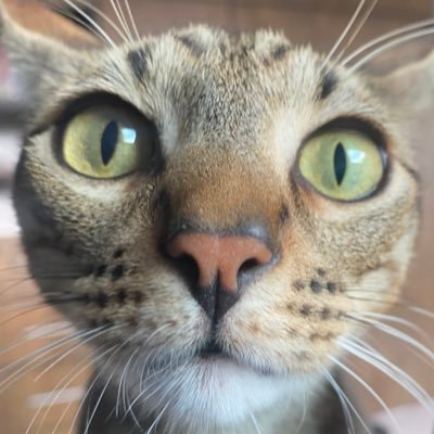 isabelgonzti's profile picture. ~ ˖⁺. ༶꒷