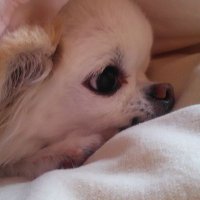 kinako (@kinako37854983) 's Twitter Profile Photo kinako (@kinako37854983) 's Twitter Profile Photo