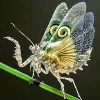 Bichos y Flores (@bichosyflores69) 's Twitter Profile Photo