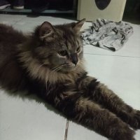 om_petr (@petr_kawulo) 's Twitter Profile Photo om_petr (@petr_kawulo) 's Twitter Profile Photo