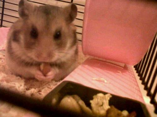 hiya i'm pudding :)
