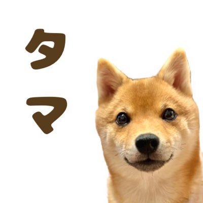 mameshiba__tama Profile Picture