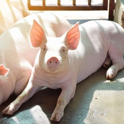 Do you want to know about pig🐷 production? Do you want to start piggery🐷? Do you love pigs🐷? If yes hit DM.