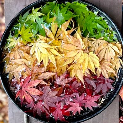 Itsuyoyo's profile picture. Hi!I'm really new at tweeting. My English is wanting so please go easy on me. Lately I'm hooked on reggea, OSK🌸,Kazunari Ninomiya 💛and Jun Shison.