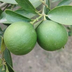 Sukhdev69118705's profile picture. Currently working