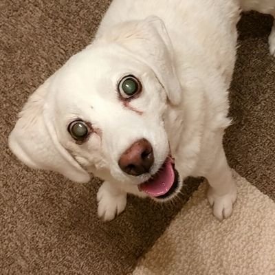 86lemon's profile picture. 音楽と犬と旅が好き。