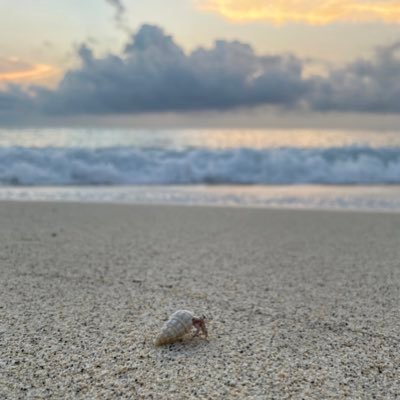 ka_me1024's profile picture. 東北大学 Tohoku NLP Group(鈴木潤研究室) 博士1年