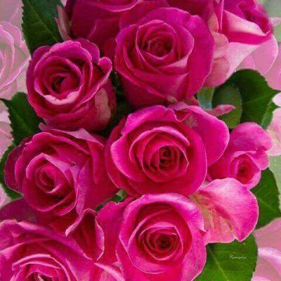 SaimaNoor098's profile picture. 