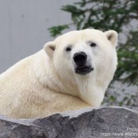 しろくま (@hi_u_00) Twitter profile photo