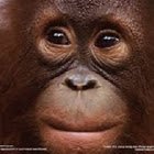 Richard McSharry | Code Monkey (@richardmcsharry) 's Twitter Profile