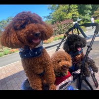 ぜ き (@melomelomelotei) 's Twitter Profile