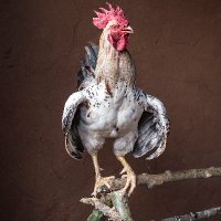IDRC Animal Health (@livestock_idrc) 's Twitter Profile Photo