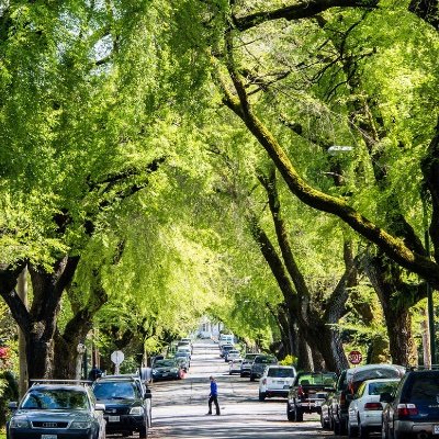 The NC Urban Forest Council provides leadership to those who sustain the trees where we live, work and play.We are a statewide membership n-p group.