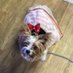 Fastcat (@partiyorkie1) Twitter profile photo Fastcat (@partiyorkie1) Twitter profile photo