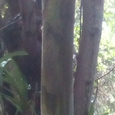 VisaoNatureza's profile picture. segue meu canal no YouTube Minha visão da natureza trilhas