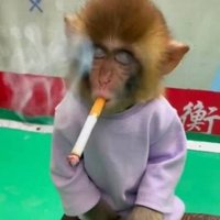 normal human girl (@madamemacaco) 's Twitter Profile