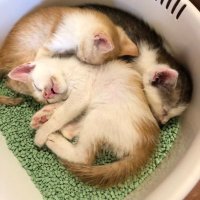 🐈⬛保護猫奮闘記☆ (@hogoneko_rc) 's Twitter Profile