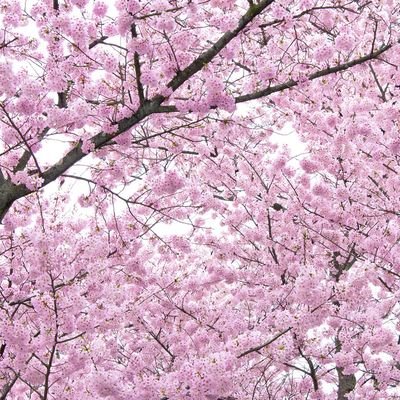e_meltykiss's profile picture. 