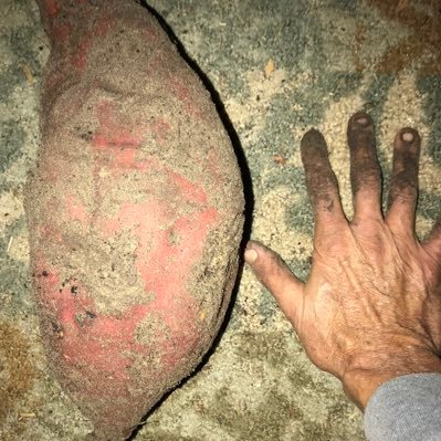 Springequinox65's profile picture. How do you see the future of mankind?