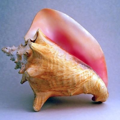 iluvconchshells Profile Picture