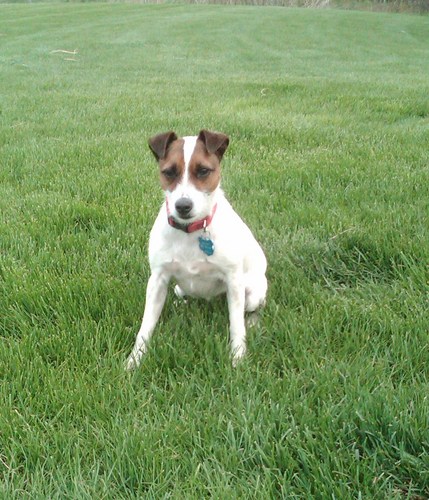 slcrowns's profile picture. Proud owner of Bailey the dog.  We have the same personality.  Small, big voice, butt shakes when we're happy.