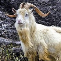 Tanngrisnir (@tanngrisnirgoat) 's Twitter Profile