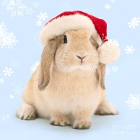 🎅❄️🎄BooBunnyPlayz🎄❄️🎅 (@playz_boo) 's Twitter Profile Photo 🎅❄️🎄BooBunnyPlayz🎄❄️🎅 (@playz_boo) 's Twitter Profile Photo