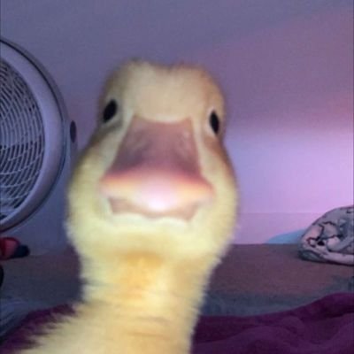 Lucix59's profile picture. 